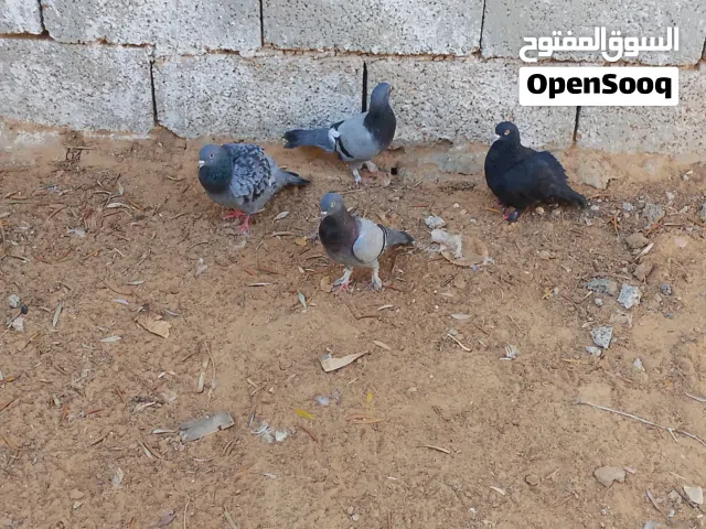 اربع ذكور حمام 2 عربيات واحد زاجل واحد مضروب على الميني