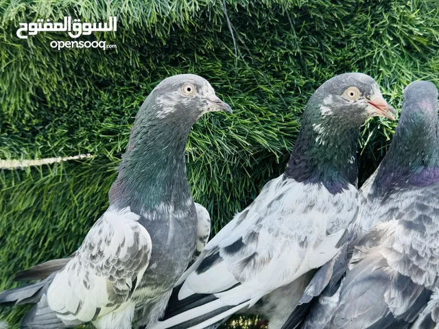 حمام باكستاني طيران