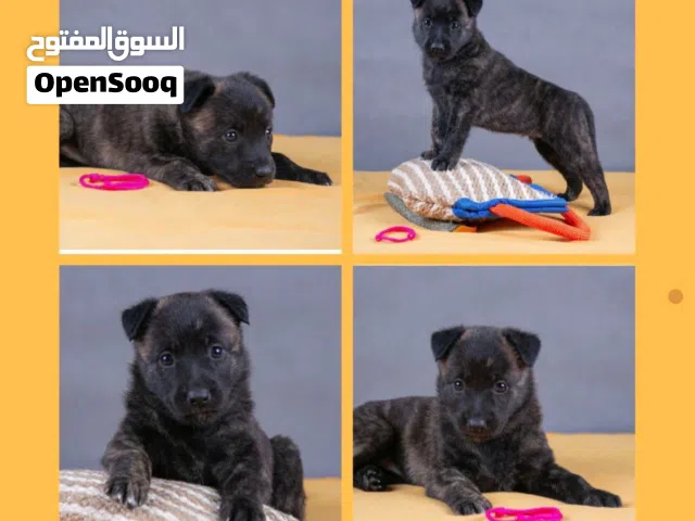 جراء الدوتش شيبرد dutch shepherd الراعي الهولندي نخب مستوى جدا عالي للحراسة الاهالي شرسة