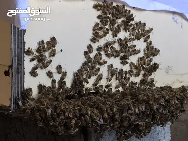 خلية نحل 8براويز