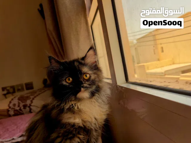 قطة شيرازي، الوصف مهم