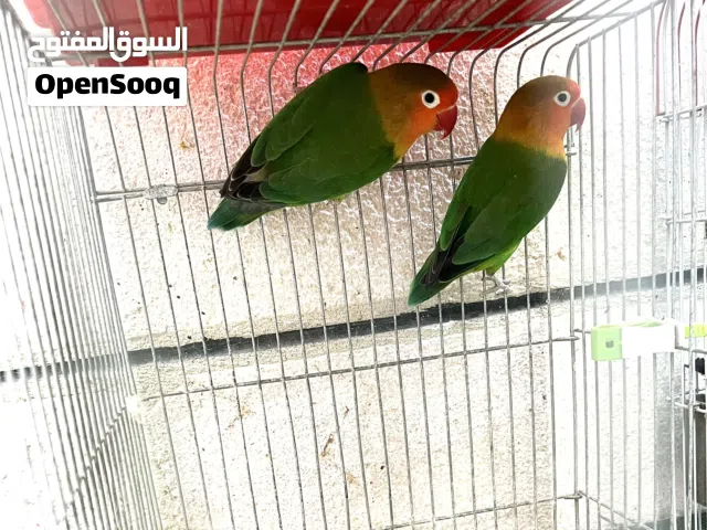جوز فيشر اخضر مع قفص ثلاث معالف وكوخ تحته بيض