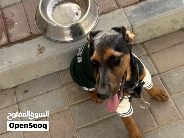 كلب دوبرمان انثى العمر 5 شهور