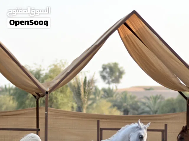فحل هادي وسليم للبيع