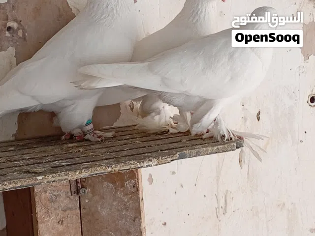 جزز مكاويات بيض مع فرخهم