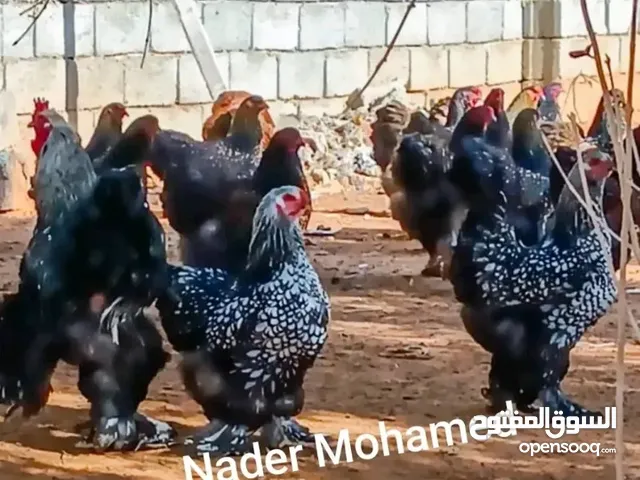 كتكوت برهمه صبريات
