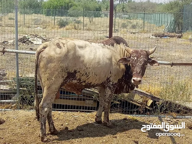 Eid cow ثيران اضاحي