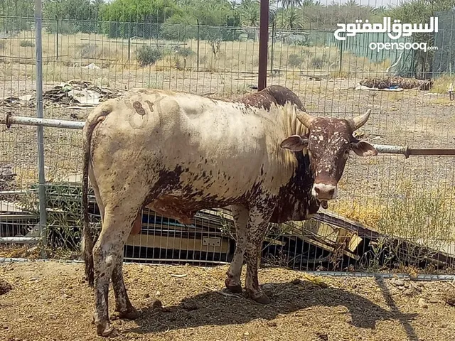 Eid cow ثيران اضاحي