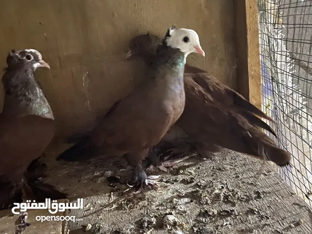 طواير بغدادي خط اول