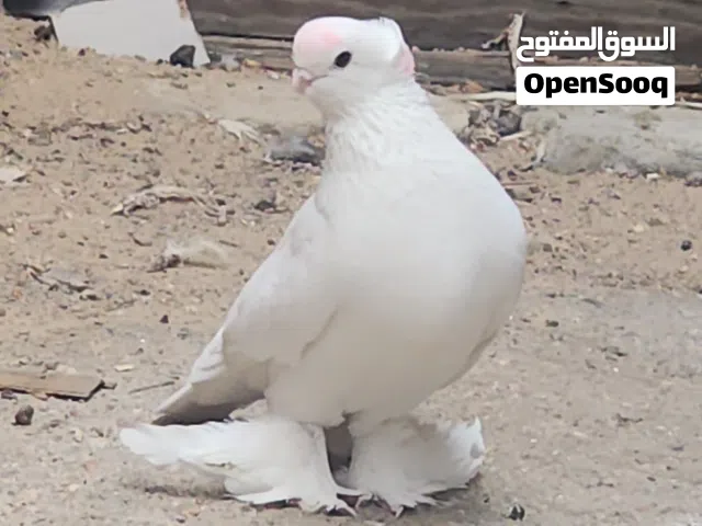 تك فحل كمبك جاهز
