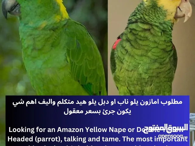 مطلوب امازون يلو ناب او دبل يلو