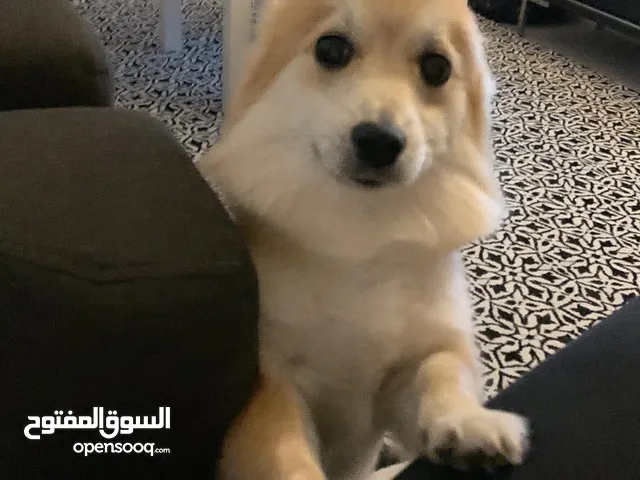 جيرمان سبيتز للتبني