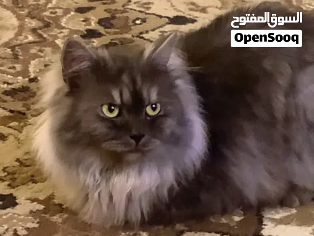 Maine Coon Mix & Persian Longhair  خليط ماين كون وشيرازي طويل الشعر كبير الحجم