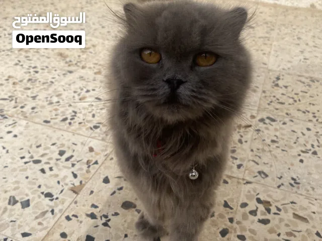 قط سكوتش فولد