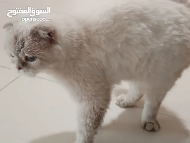 قط سكوتش فولد تربية منزل