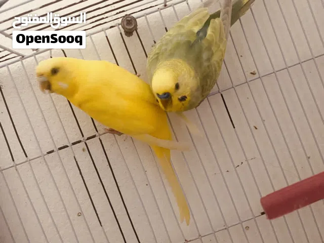 جوز بقلينو انتى فاكتر صفره عين سوده دكر رينبو متوفر ريش مصراته بي جنب جزيره قراره