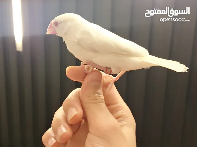عصفور جاواة العمر 1 و 3 شهور انثى بيضاء