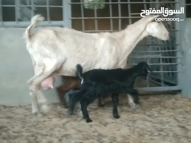 عنز فرنساوية حليب للبيع