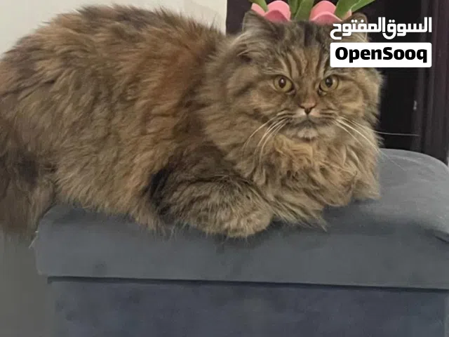 قطط للتبني أنثى شيرازي العمر سنة مطعمة بداعي السفر