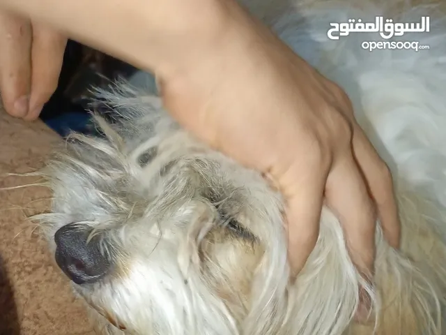 كلب للبيع في بغداد المحموديه أو البياع الكلب فحل من نوع مالتيز الكلب مطيع ولعوب