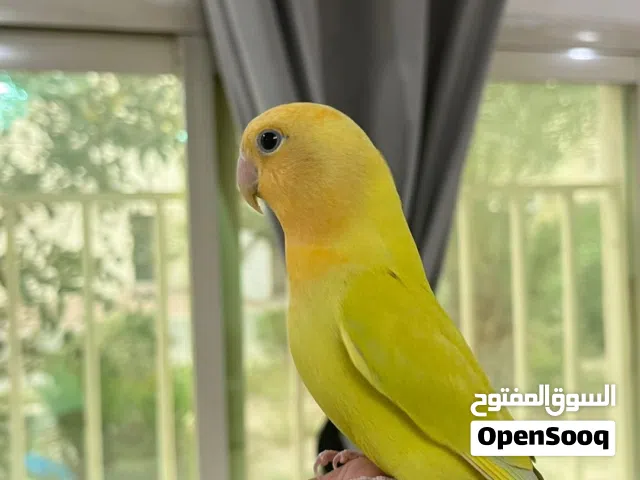 طير روز / لوفبيرد