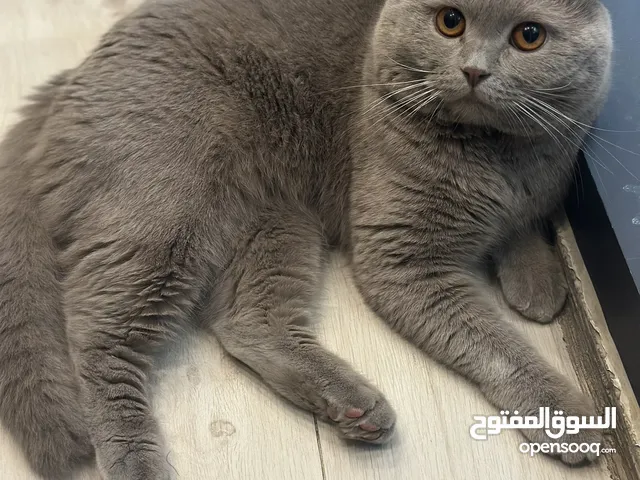 قطط للبيع فحل ونثيه
