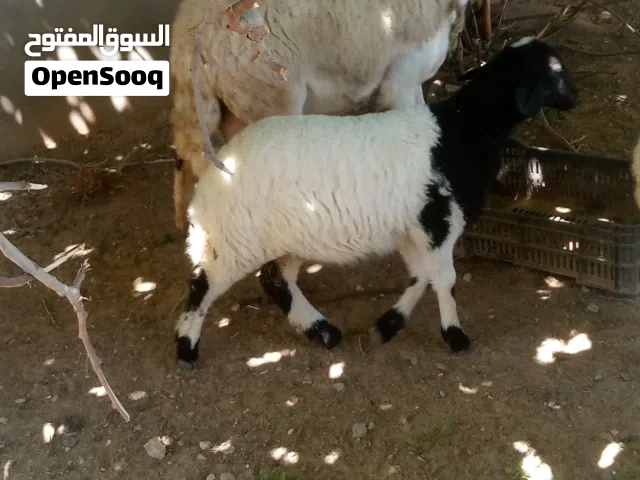 نعجه امتاومه للبيع