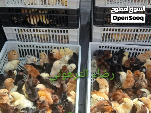 #يتوفر بإذن الله السبت القادم دفعه كتكوت عربي زهري ورد فولي #مخلط  @ #بالحجز    #يوجد خدمة توصيل