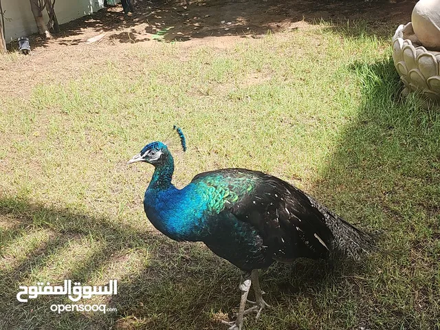 Male Peacock for sale