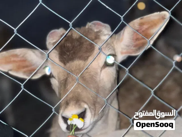 غزلان هولندي كفاله عشار