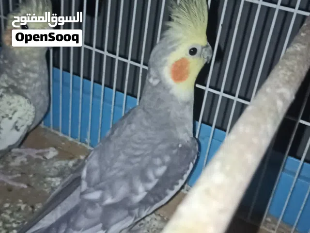 كوبية كوكتيل ،،امصوقرا للبيع أو التبديل بكوبية كناري
