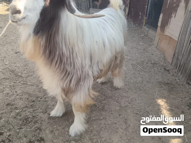 تيس للبيع 320 ريال