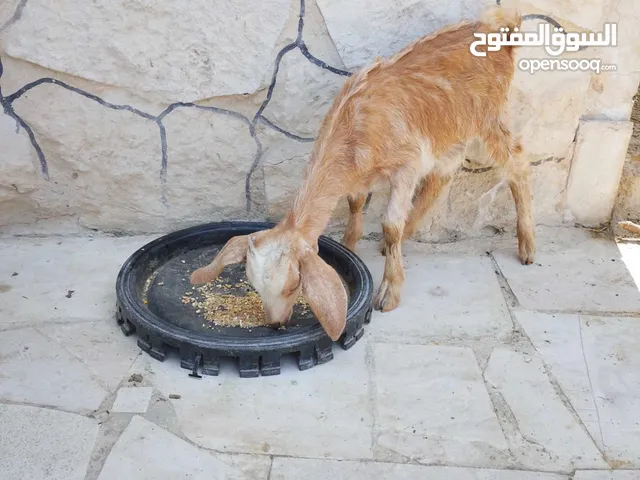 سخله بلديه عمر ثلث اشهر وشوي كفالة اكل