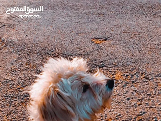 كلب فرنش تيرير للبيع التواصل للجادين فقط
