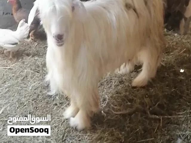 تيس من نوادر الحلال الرحبي الاصيل اجم ما شاء الله