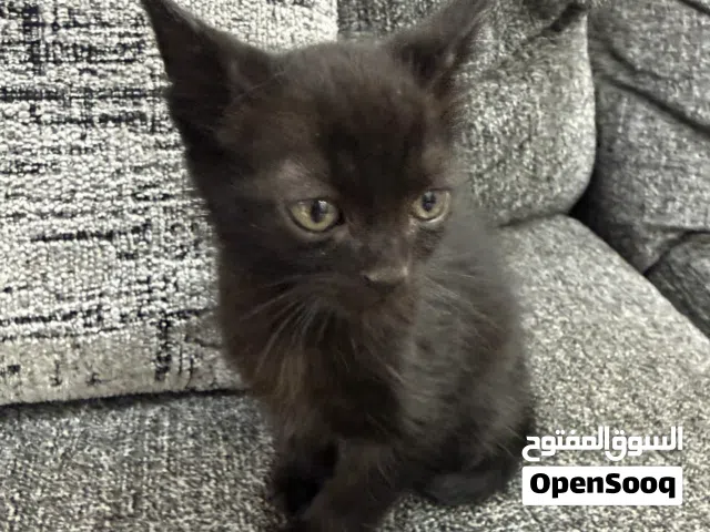 قطه للتبي بنغازي