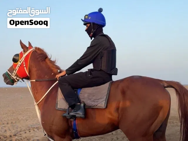 ايواء خيول