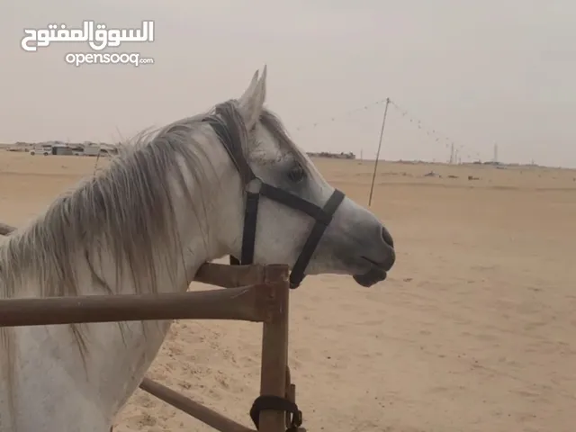 حصان مصري معسوف