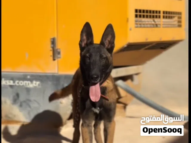 ملينوا دكر الله يبارك العمر 4شهور ناشط للبيع او تبديل كلب تغنيجه و اوامر كلب الله يبارك
