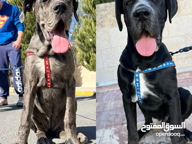 كلبين جريت دان great dane مميزين جدا للبيع