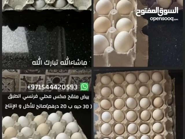 بيض.ملقح.مكس.محلي.فرنسي.صالح.للأكل.والإنتاج