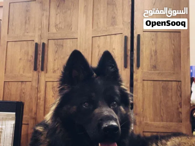 انثى جيرمن شيبرد شو لاين