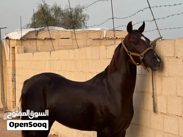 حصان عربي للبيع