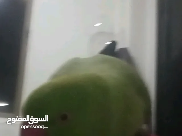 پبغاء دره مفقود