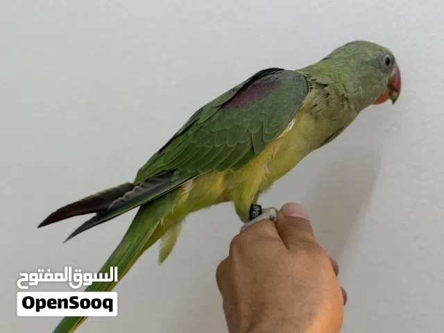 بغباء نيبالي
