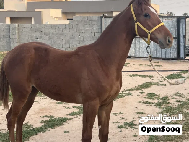 فلوه ربي يبارك مشاءالله