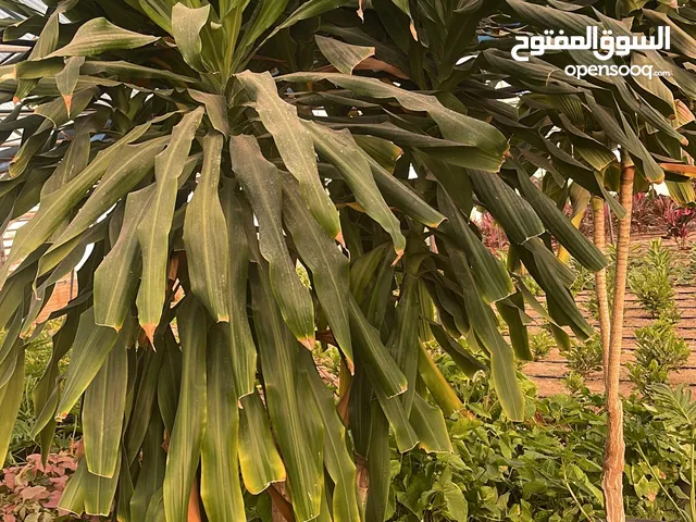 للبيع نباتات داخليه وخارجيه