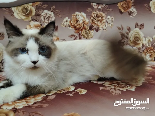 قطه رادغول للبيع