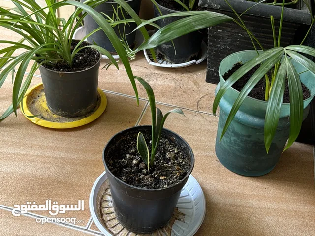 Outdoor & indoor plants