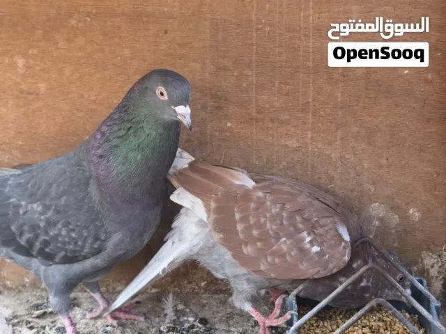 طيور صيد 2 التك ب 6  مكاني ابو الخصيب العوجه صحه نضافة خير من الله السعر نهائي غير قابل للنقاش متواج